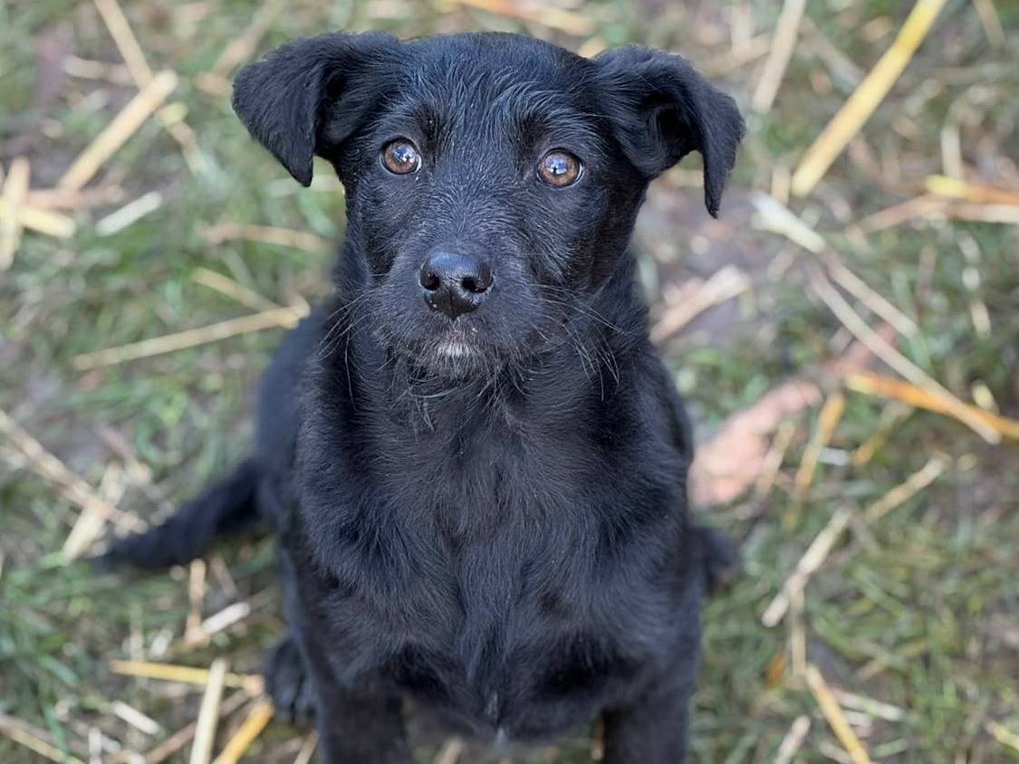 Vuoi adottare un cane a Firenze?