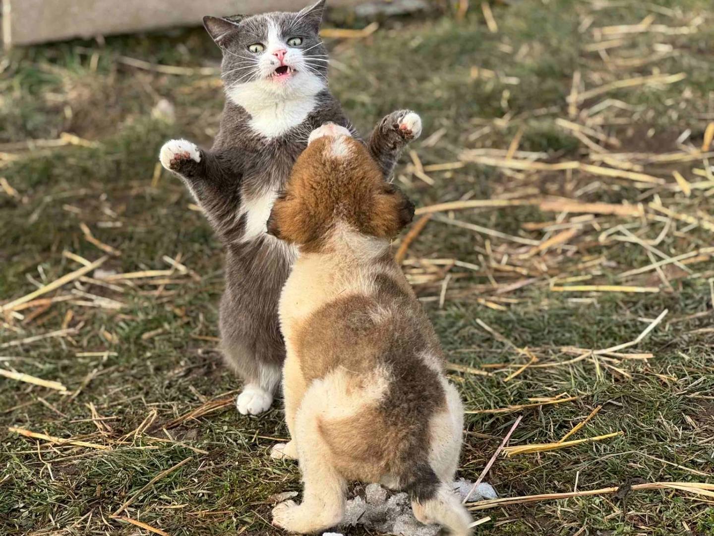 Adotta il cane LEX NOIR a Firenze