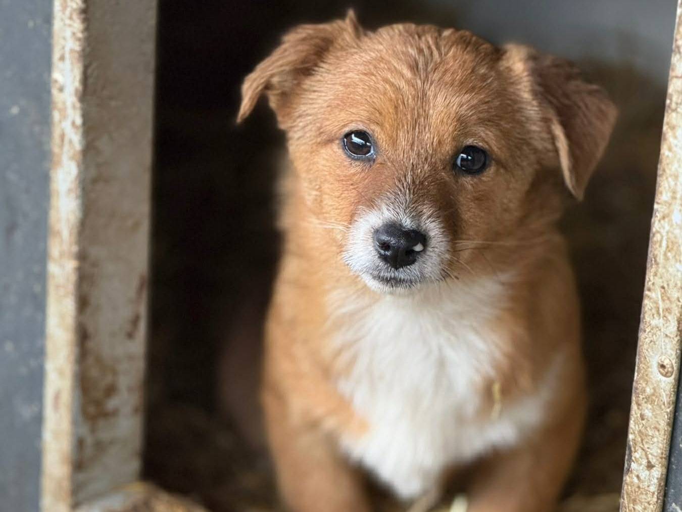 Adozione cane, femmina, Razza sconosciuta Razza sconosciuta, 4 mesi, taglia piccola, Firenze