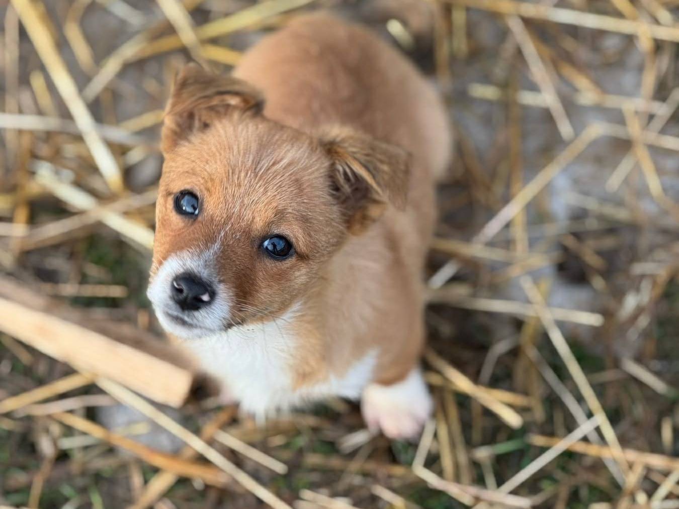 Adotta un cane, taglia piccola, femmina, Firenze