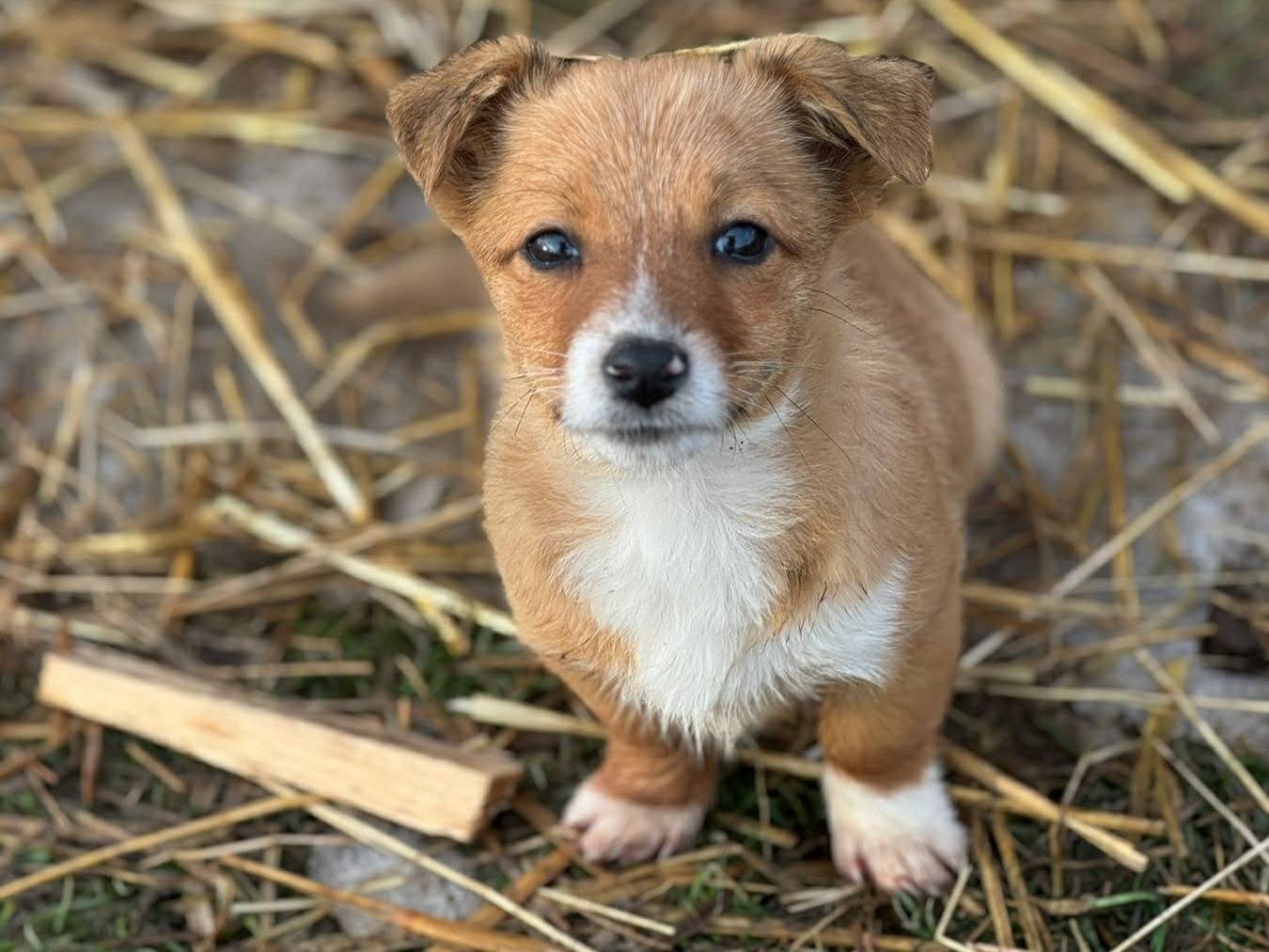 Vuoi adottare un cane a Firenze?