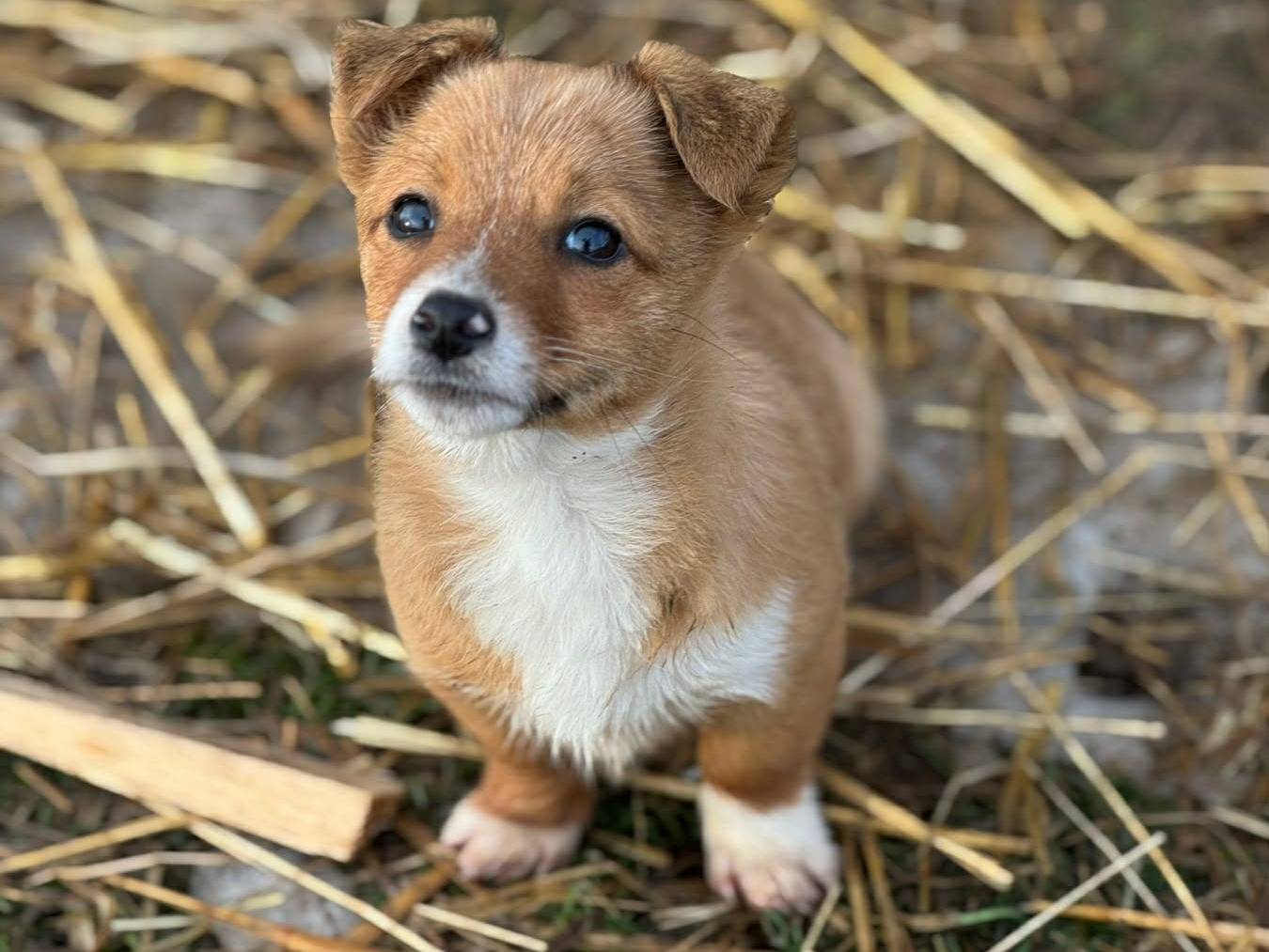 Adotta il cane AVA a Firenze
