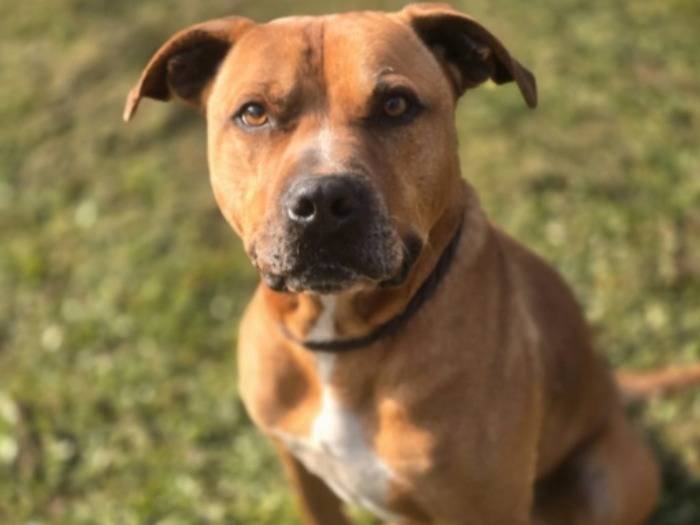 Adozione cane, maschio, Pitbull Razza sconosciuta, 7 anni e 2 mesi, taglia grande, Roma