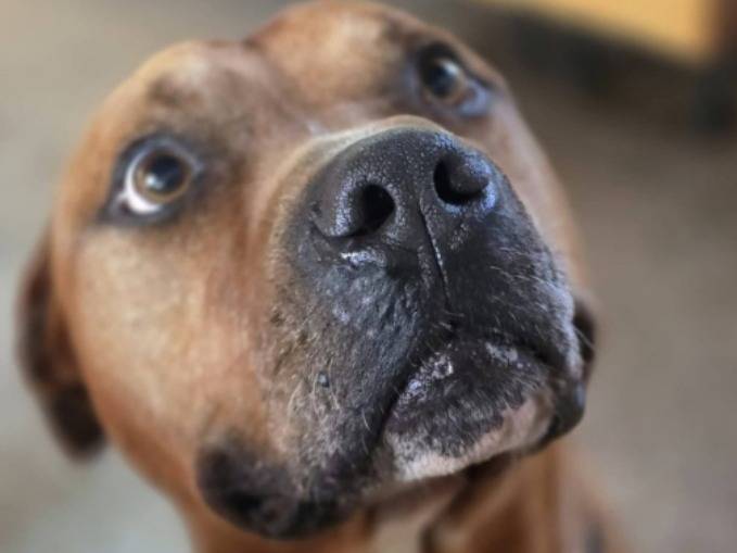 Adotta un cane, taglia grande, maschio, Roma