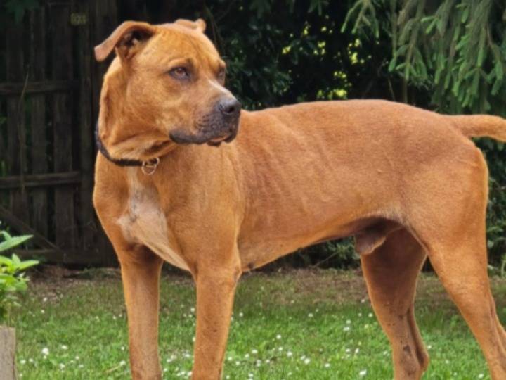 Vuoi adottare un cane a Roma?