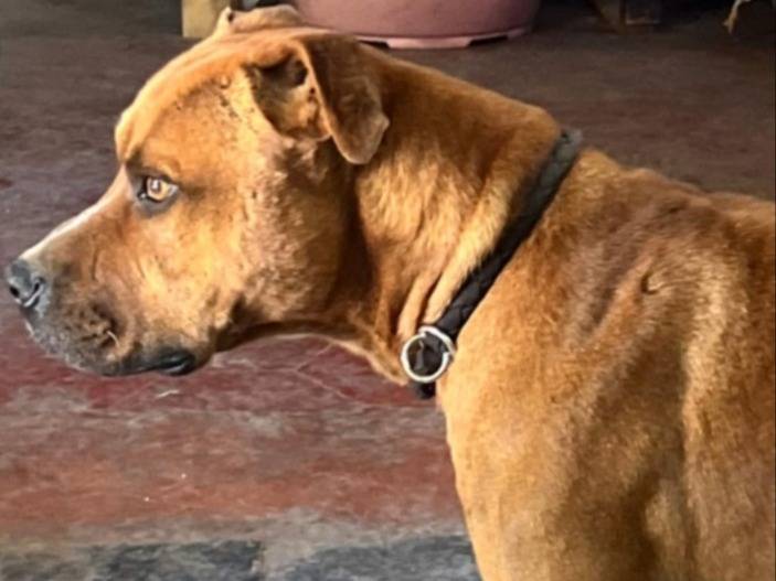 Adotta il cane Thy Pitbull adulto a Roma