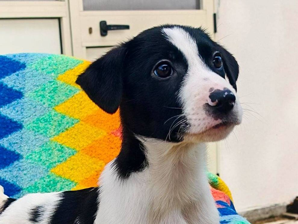 Adotta un cane, maschio, 3 mesi, Crotone