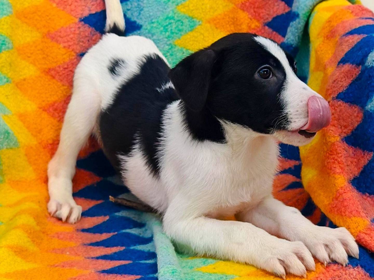 Adotta un cane, taglia media, maschio, Crotone