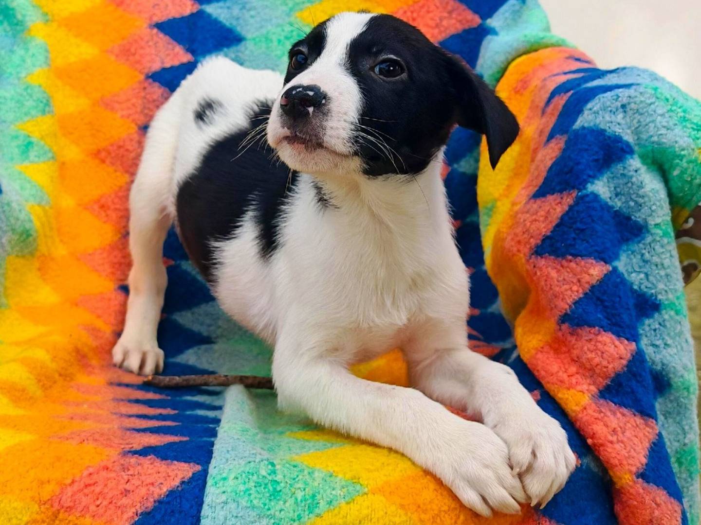 Vuoi adottare un cane a Crotone?