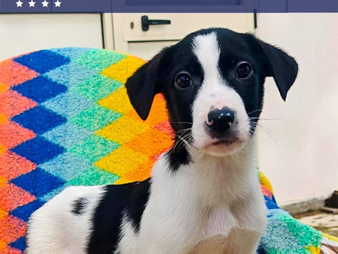 Adotta il cane Sesamo a Crotone