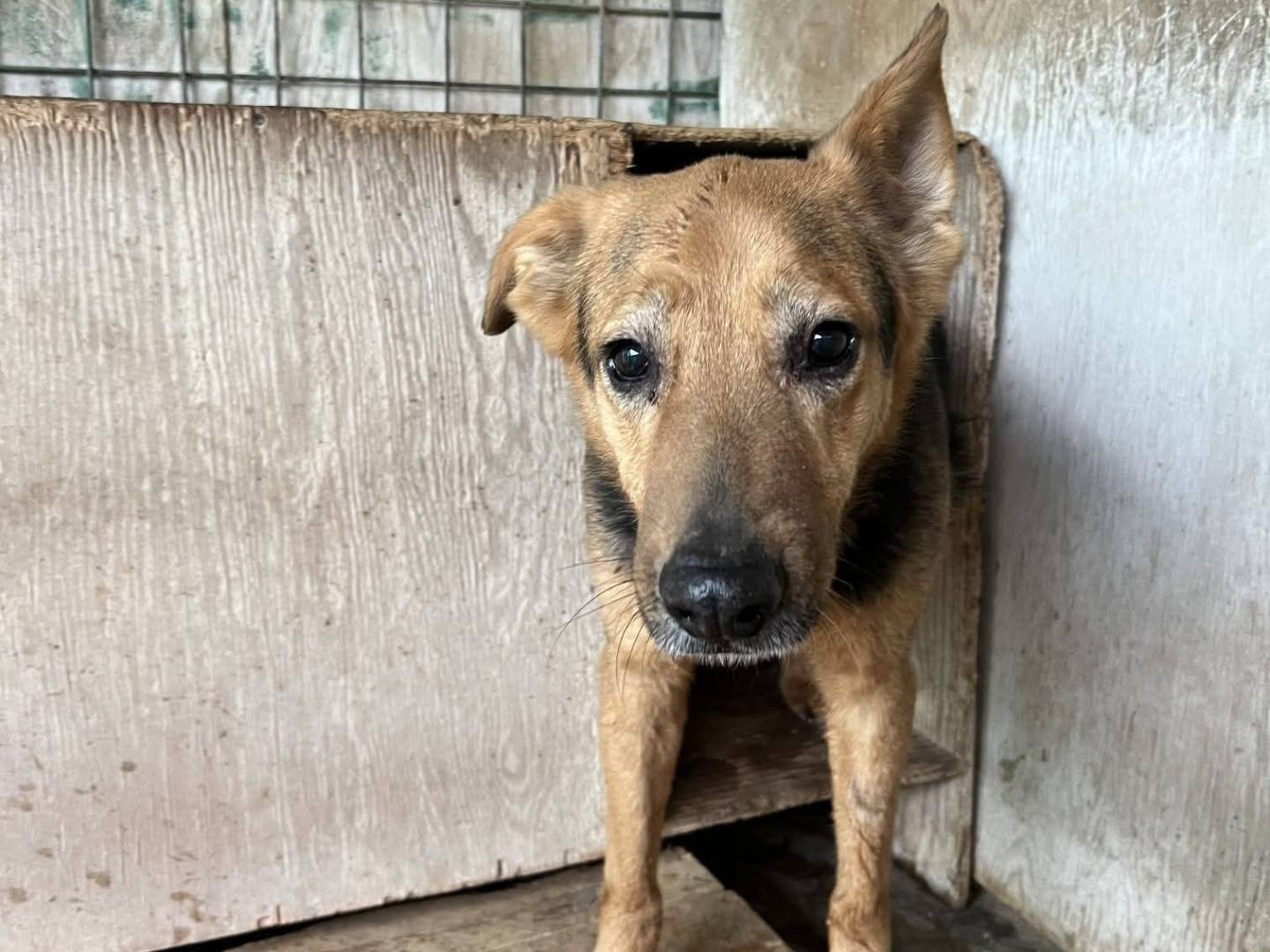 Adozione cane, maschio, Pastore tedesco Razza sconosciuta, 8 anni, taglia media, Messina