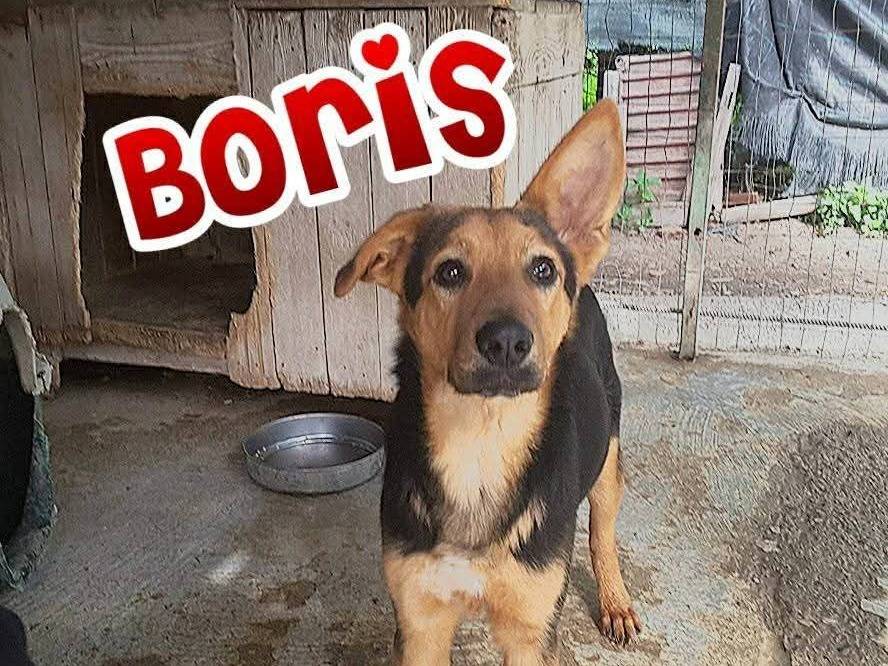 Adotta un cane, taglia media, maschio, Messina