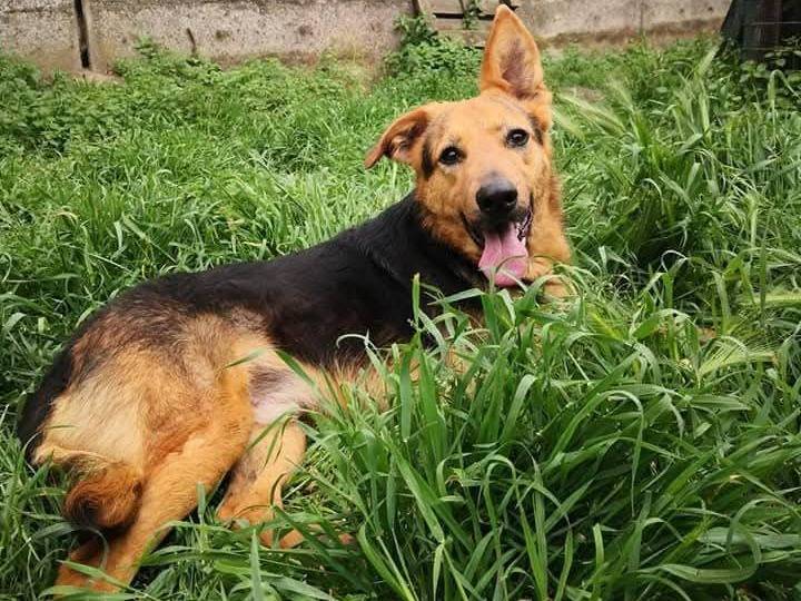 Vuoi adottare un cane a Messina?