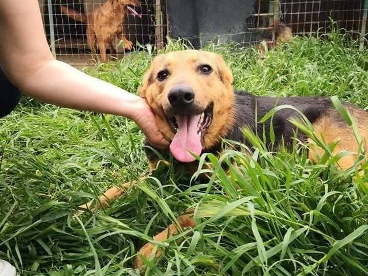 Adotta il cane Boris a Messina