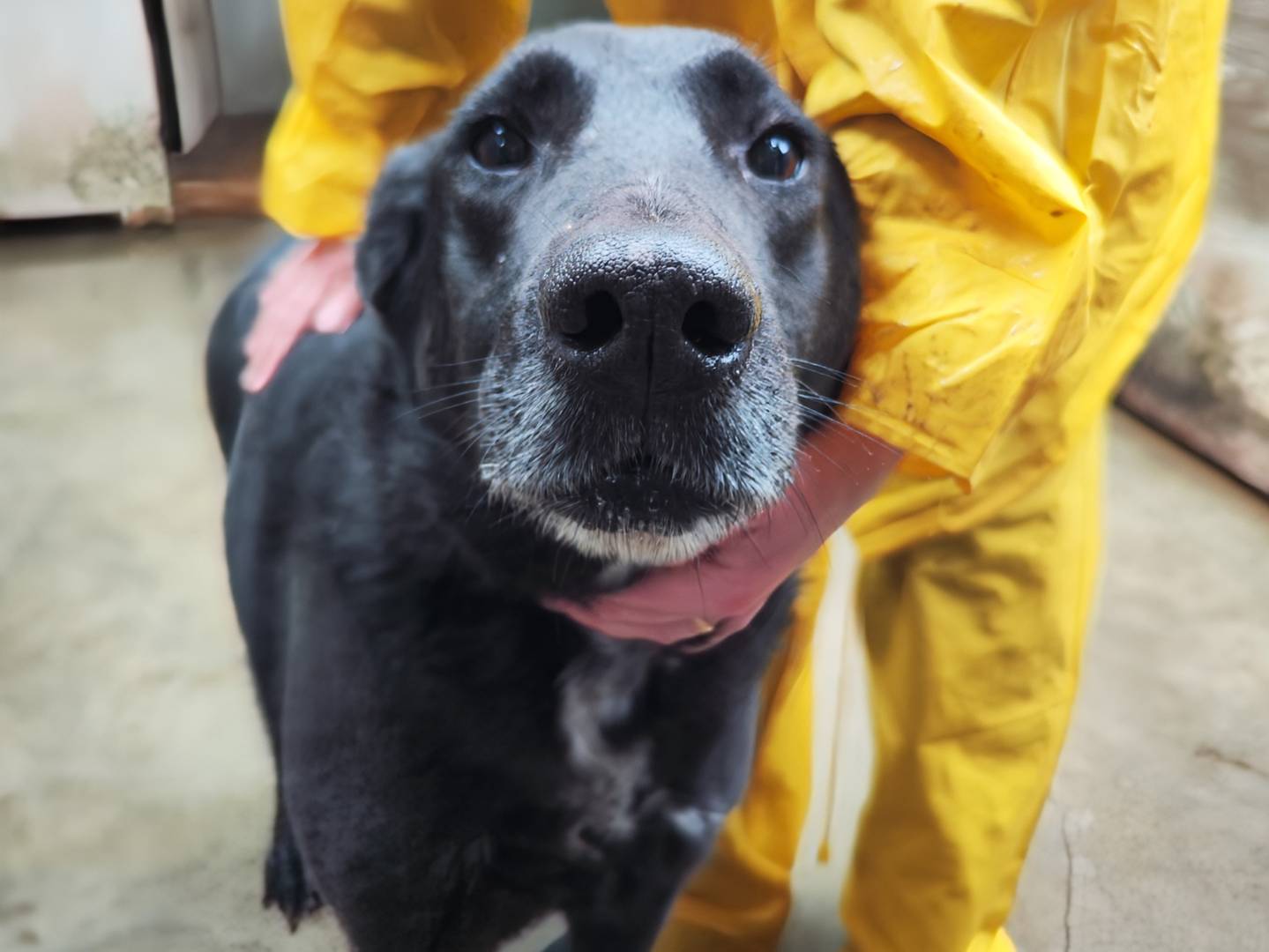 Adozione cane, femmina, Razza sconosciuta Razza sconosciuta, 8 anni e 1 mese, taglia media, Messina