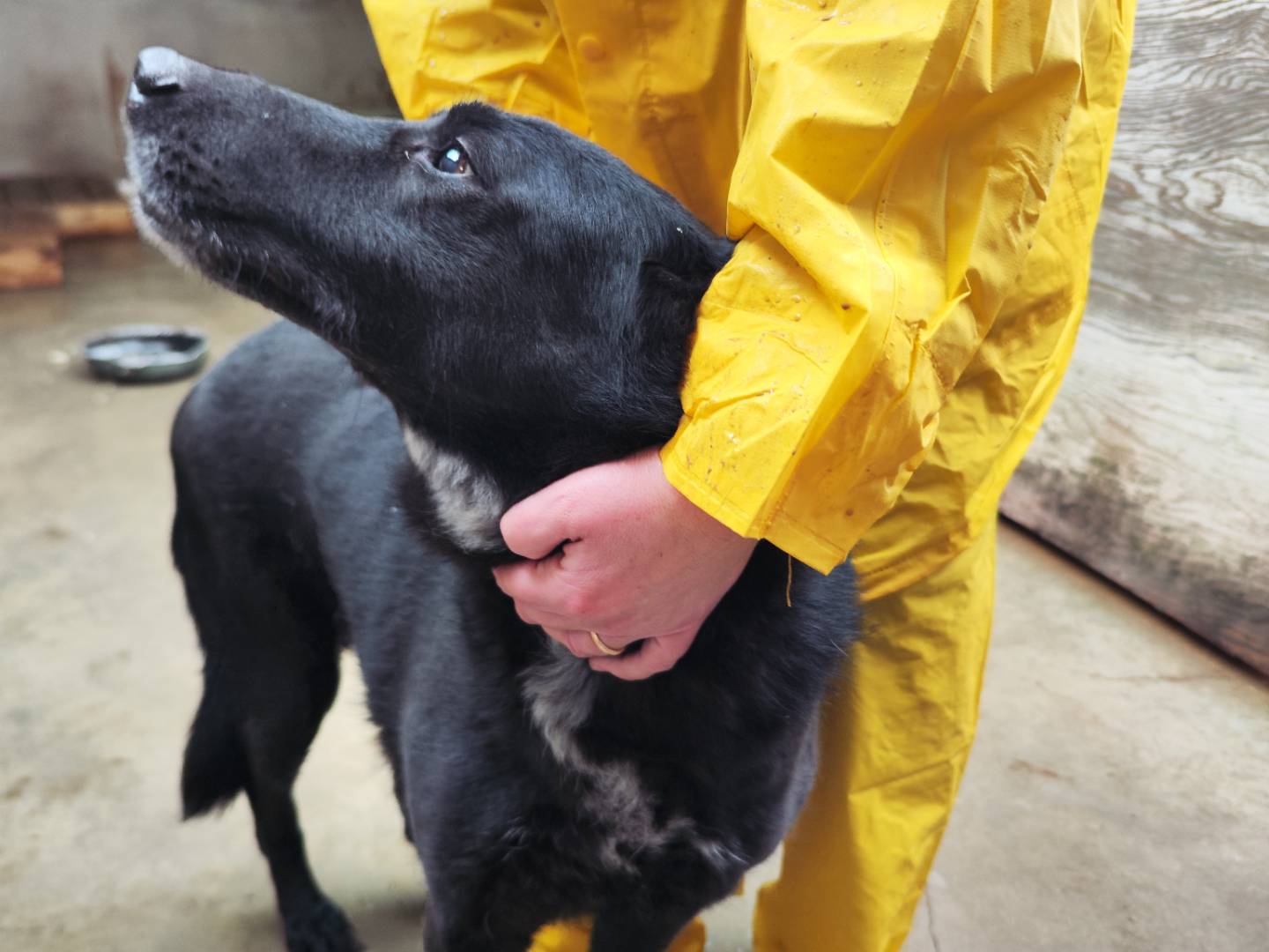 Adotta un cane, femmina, 8 anni e 1 mese, Messina