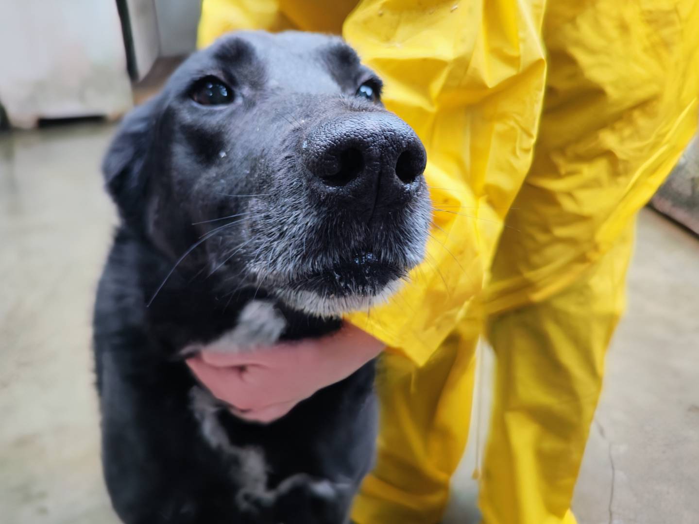 Vuoi adottare un cane a Messina?