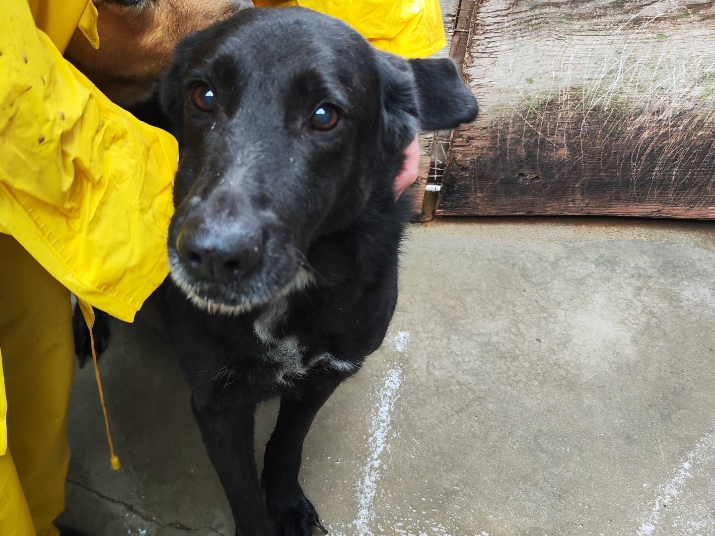 Adotta il cane Trudy  a Messina