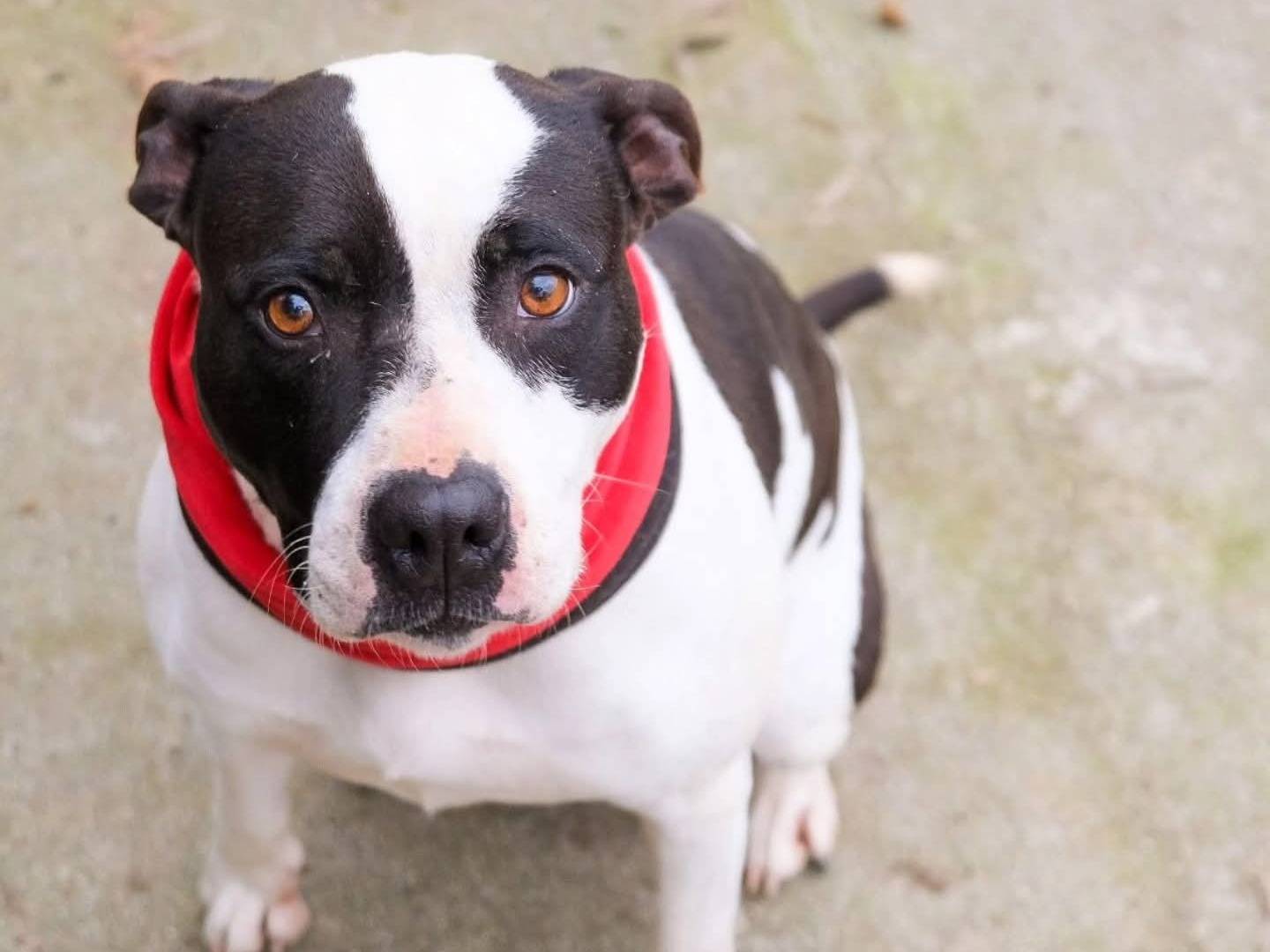 Adotta un cane, femmina, 5 anni e 3 mesi, Torino