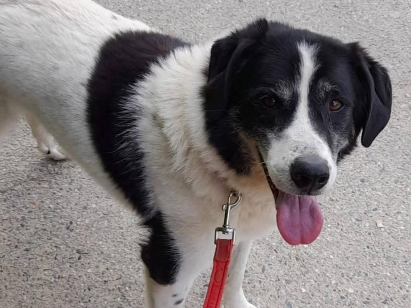 Adozione cane, maschio, Razza sconosciuta Razza sconosciuta, 11 anni e 9 mesi, taglia grande, Torino