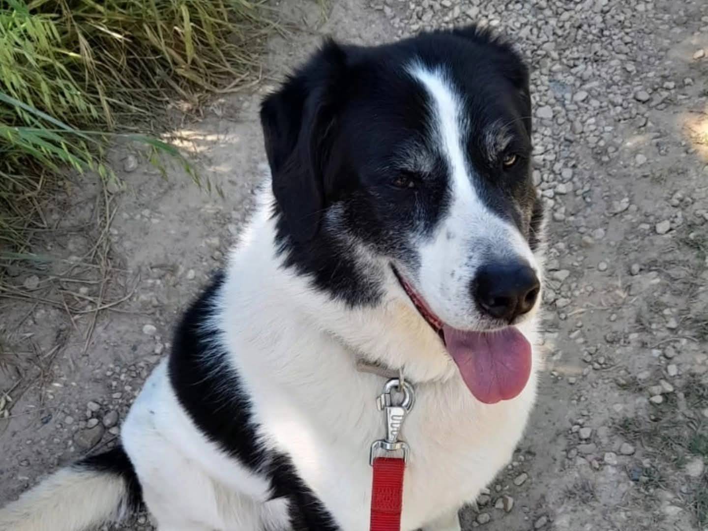Adotta un cane, maschio, 11 anni e 9 mesi, Torino