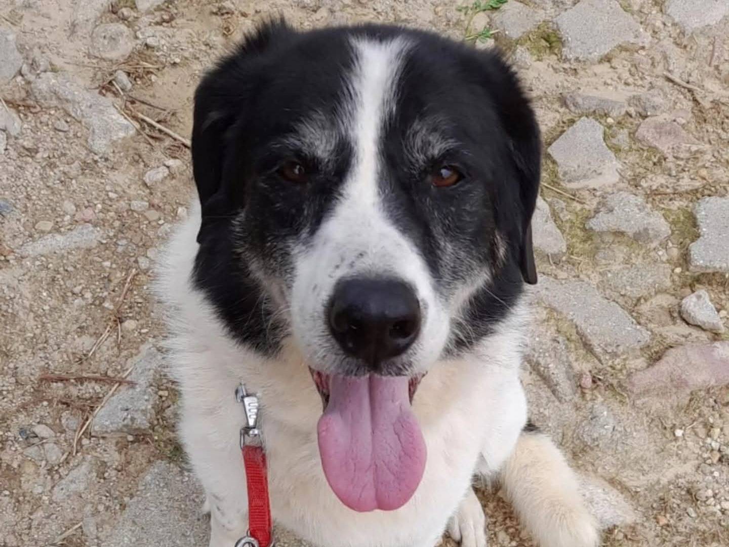 Adotta un cane, taglia grande, maschio, Torino