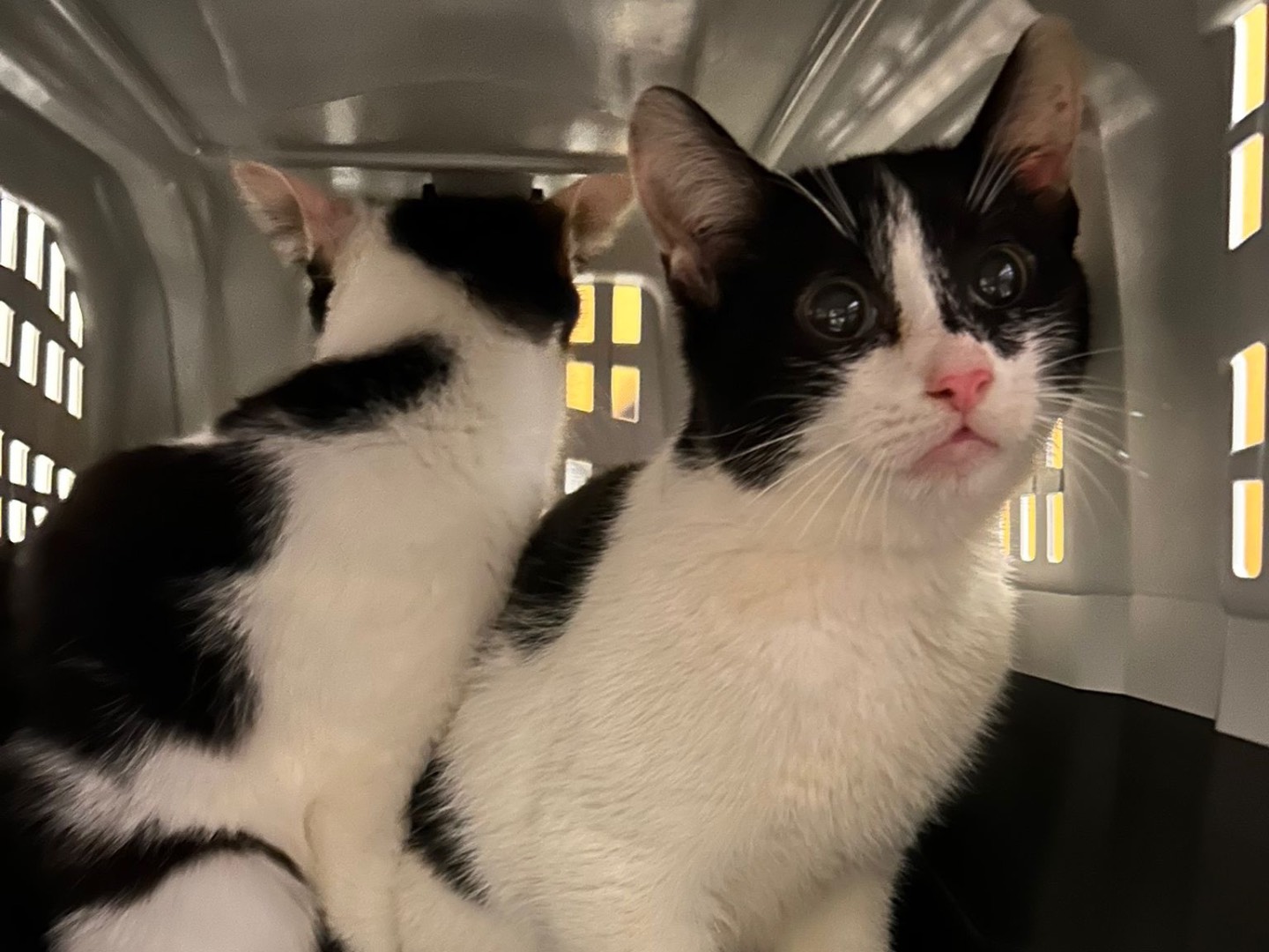 Adozione gatto, maschio, Razza sconosciuta Razza sconosciuta, 6 mesi, taglia non valida, Bari