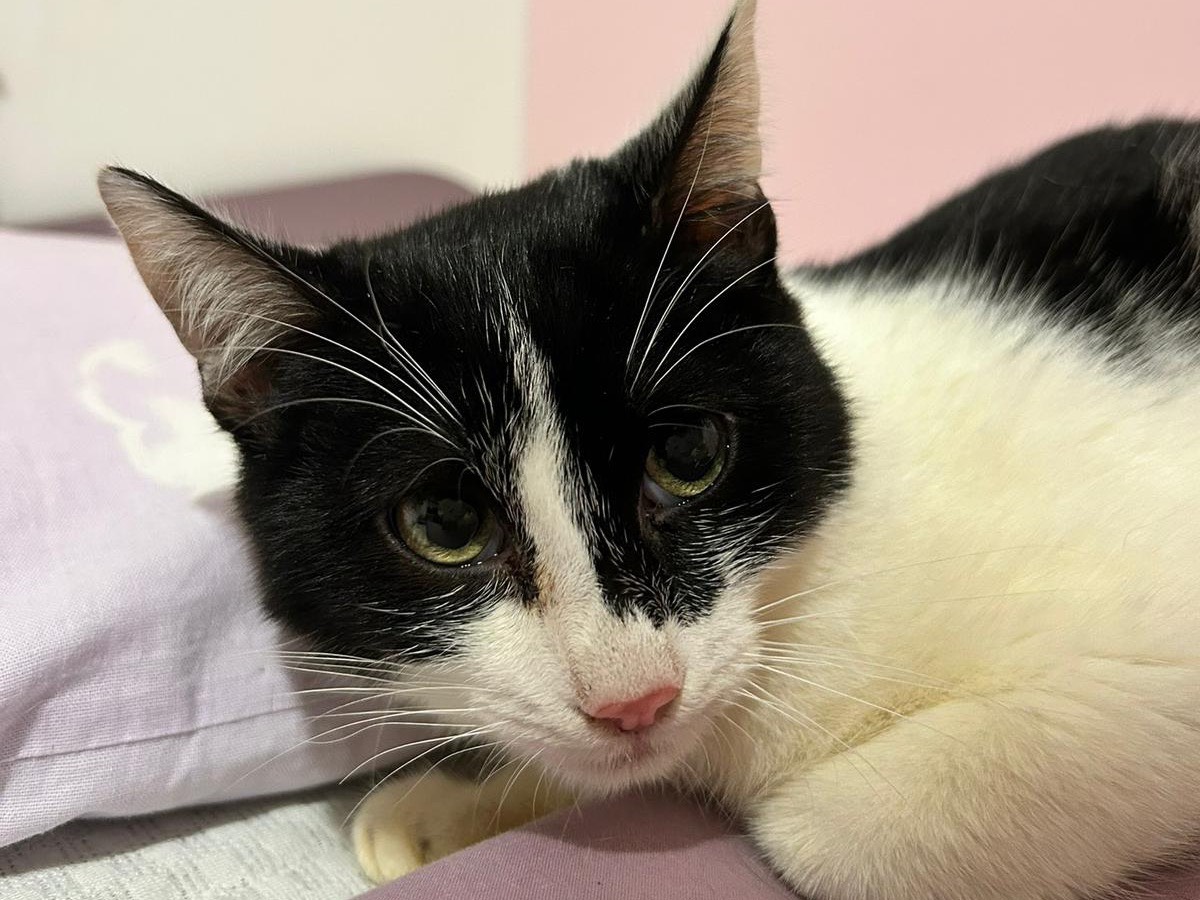 Adotta un gatto, maschio, 6 mesi, Bari