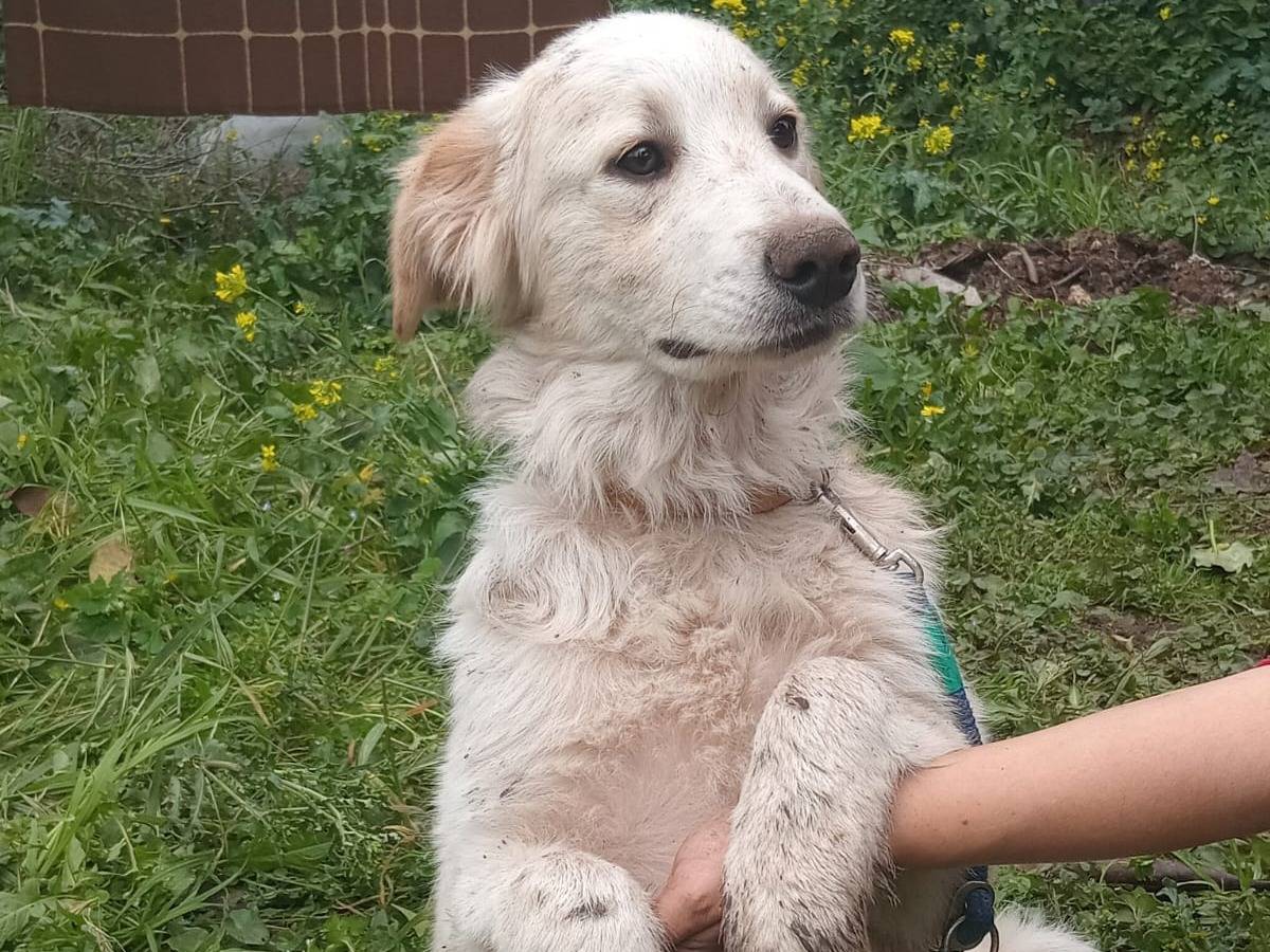 Adozione cane, maschio, Razza sconosciuta Razza sconosciuta, 5 mesi, taglia media, Varese