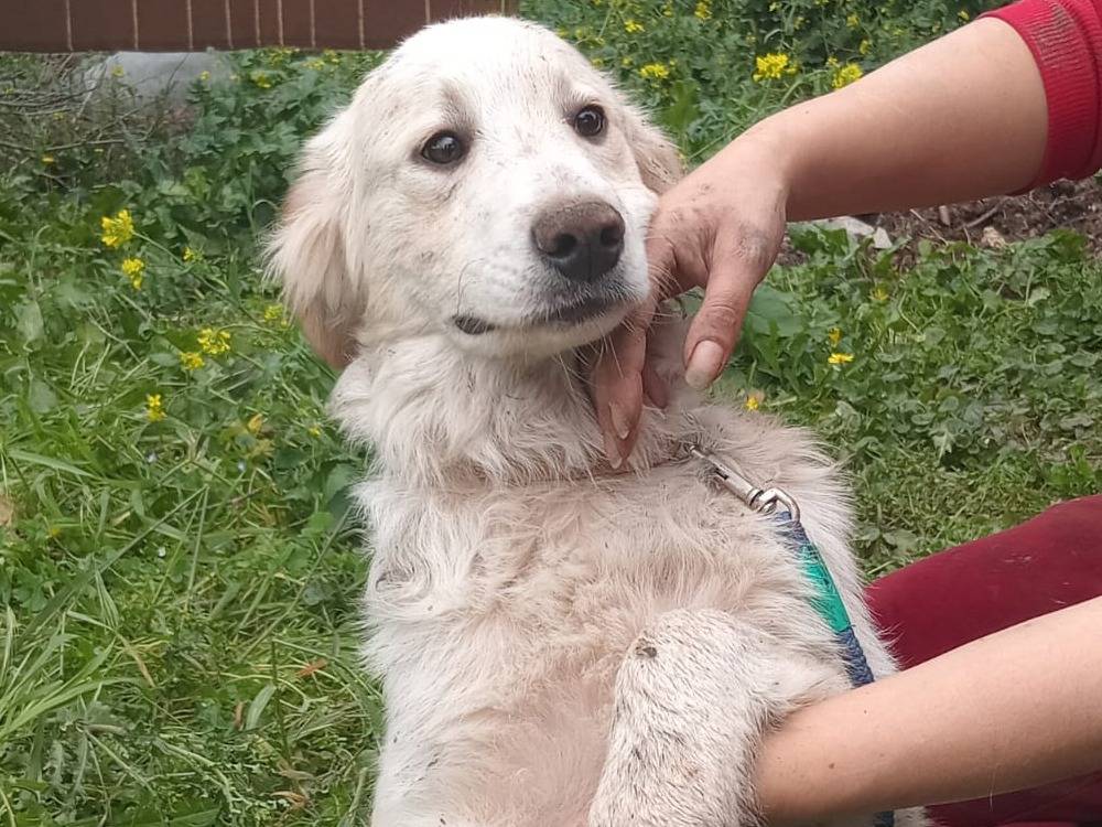 Adotta un cane, maschio, 5 mesi, Varese