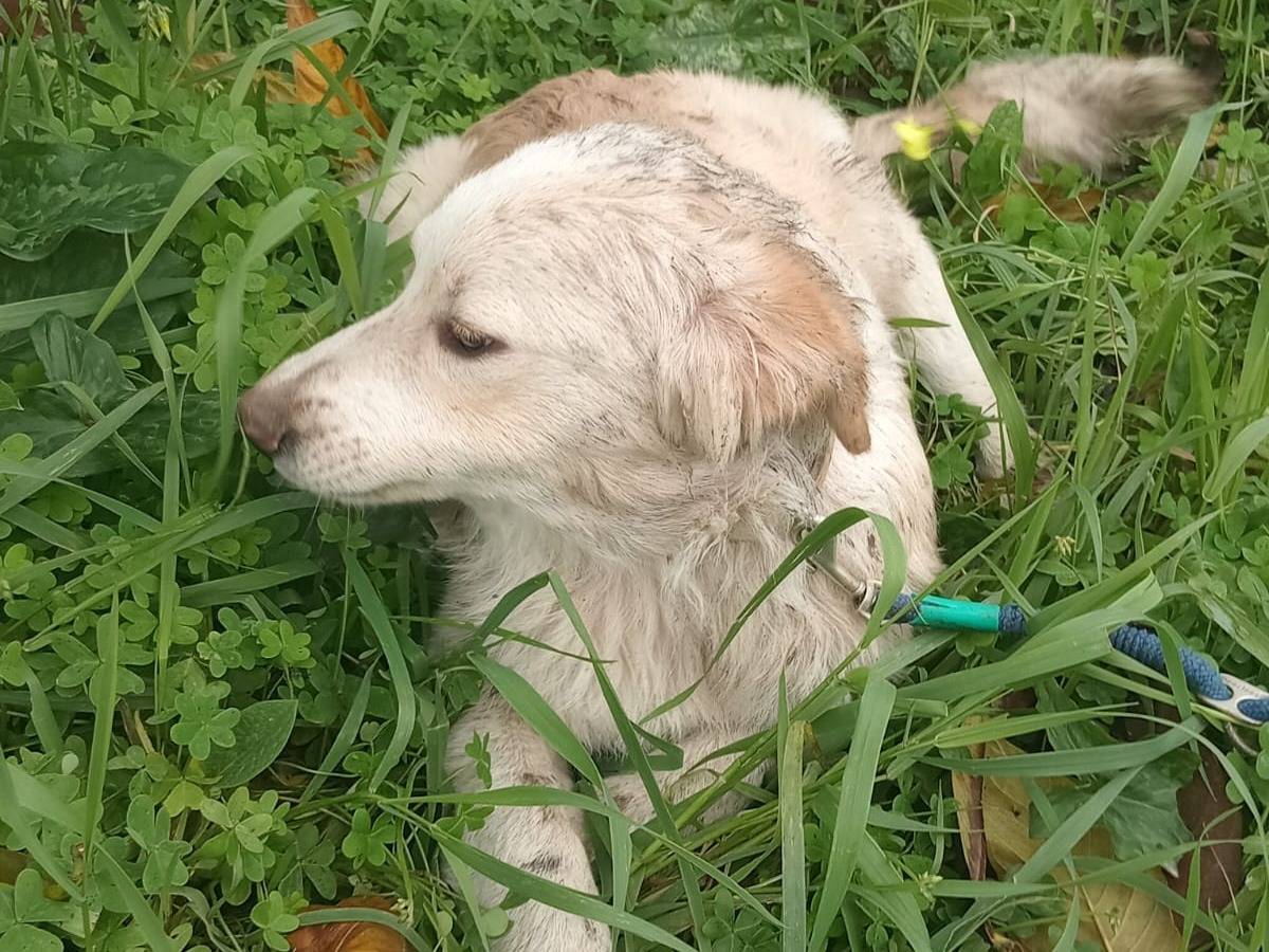 Adotta un cane, taglia media, maschio, Varese