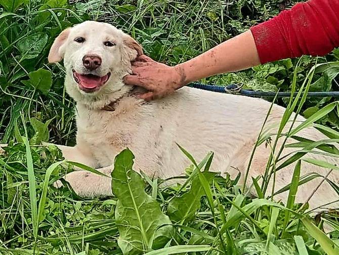 Adozione cane, femmina, Razza sconosciuta Razza sconosciuta, 5 mesi, taglia media, Varese