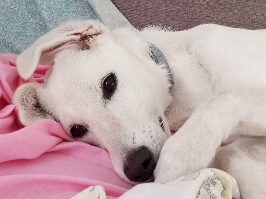 Adotta il cane Maya a Siracusa