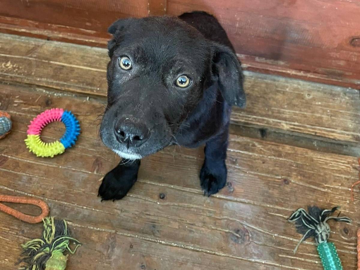 Vuoi adottare un cane a Frosinone?