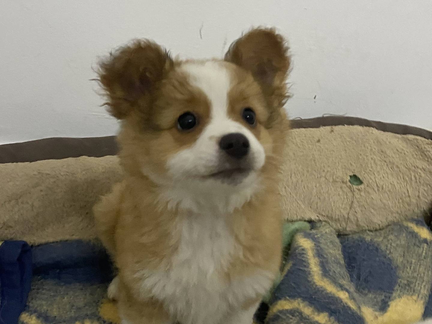 Vuoi adottare un cane a Bari?