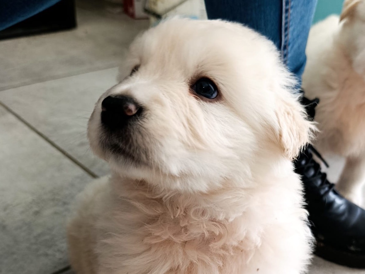 Adozione cane, maschio, Razza sconosciuta Razza sconosciuta, 1 mesi, taglia grande, Teramo