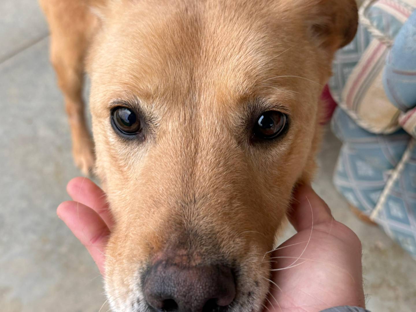 Adotta un cane, maschio, 4 anni e 1 mese, Cosenza