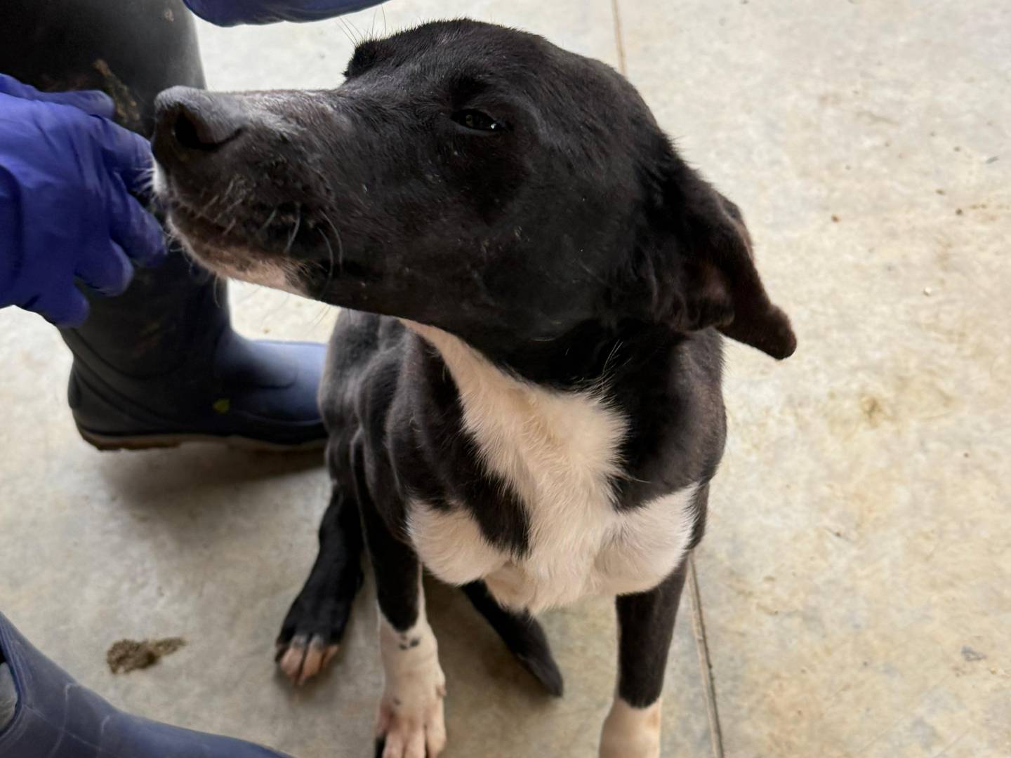 Adotta il cane Bina  a Cosenza