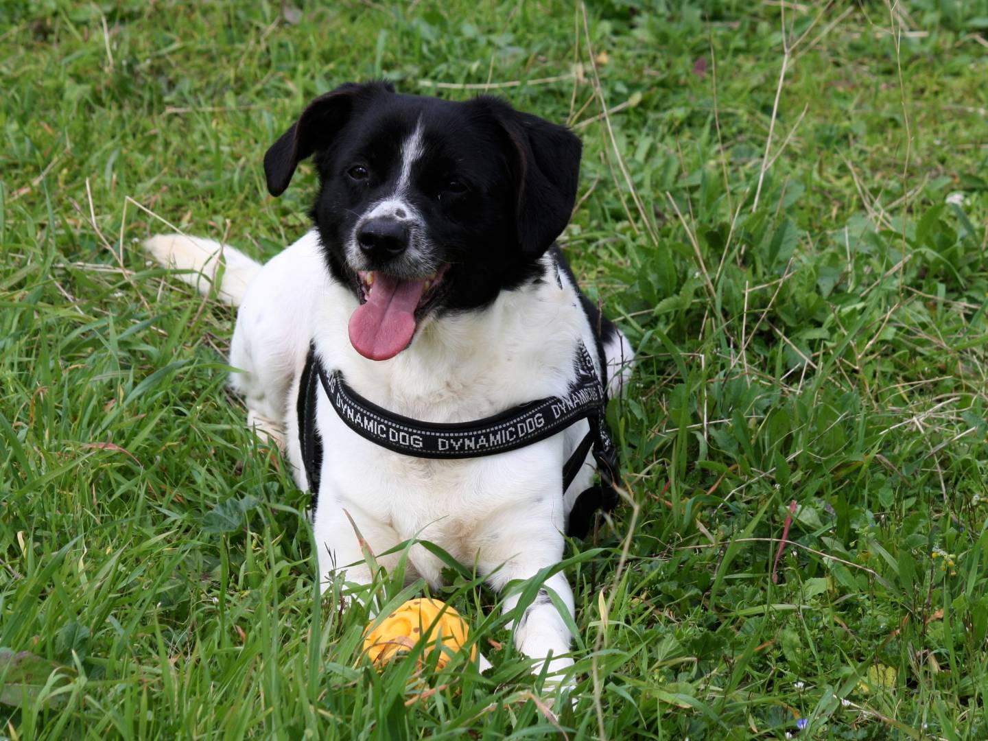 Adozione cane, maschio, Razza sconosciuta Razza sconosciuta, 2 anni e 7 mesi, taglia media, Bari