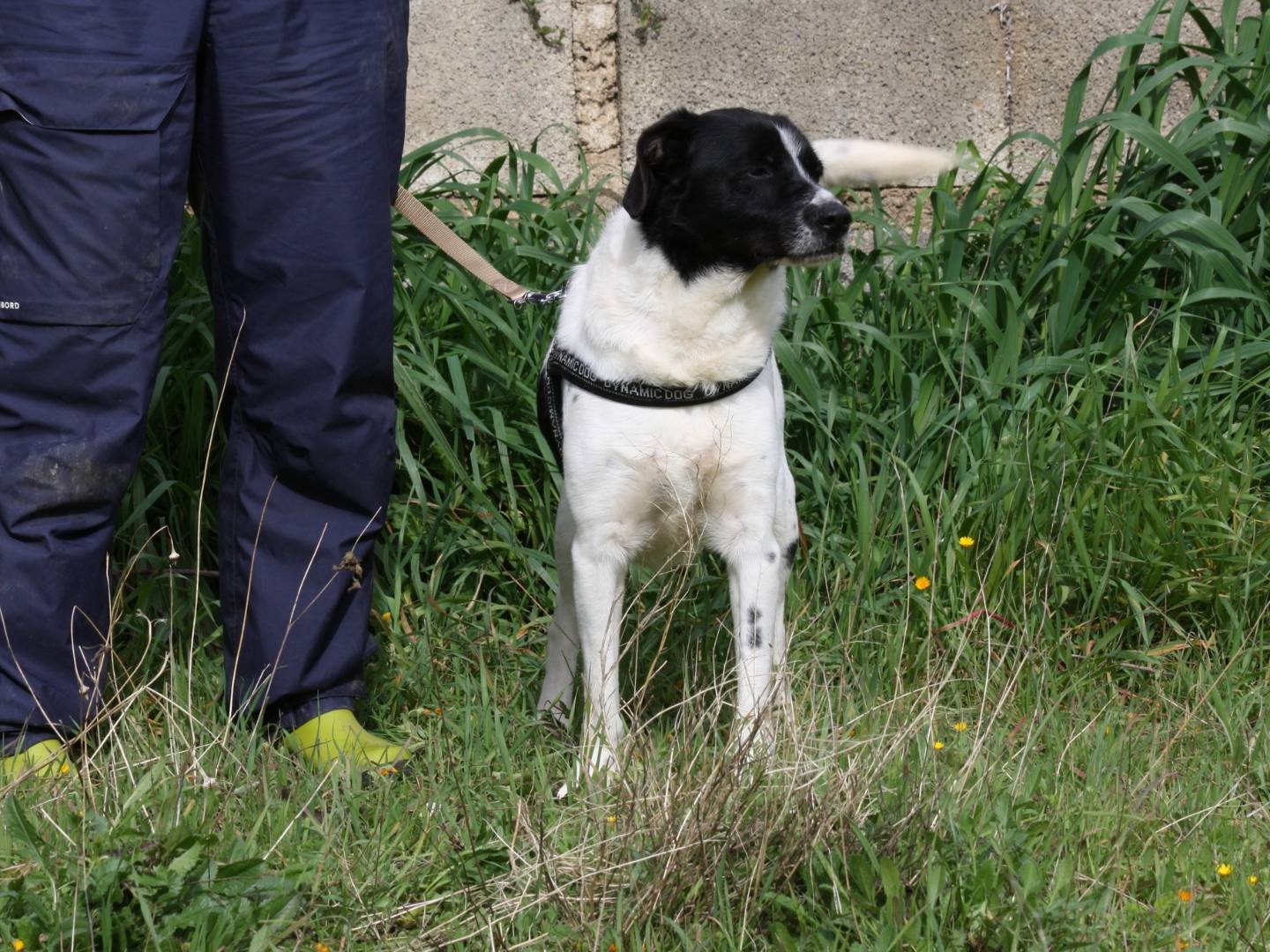 Adotta un cane, taglia media, maschio, Bari