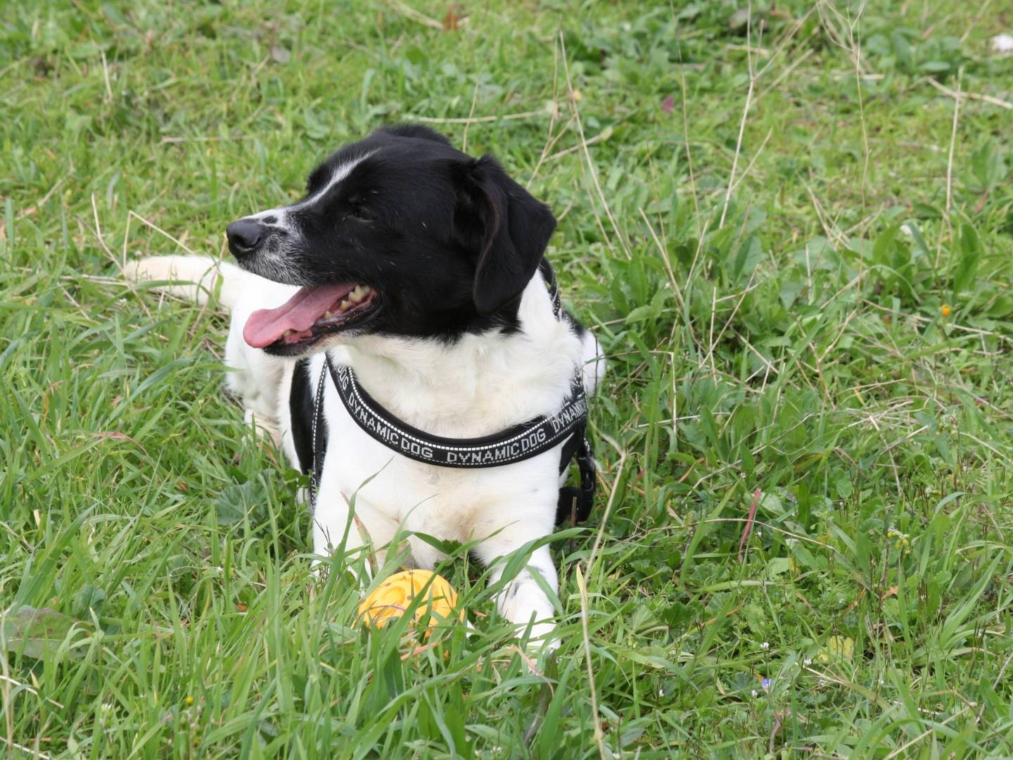 Vuoi adottare un cane a Bari?