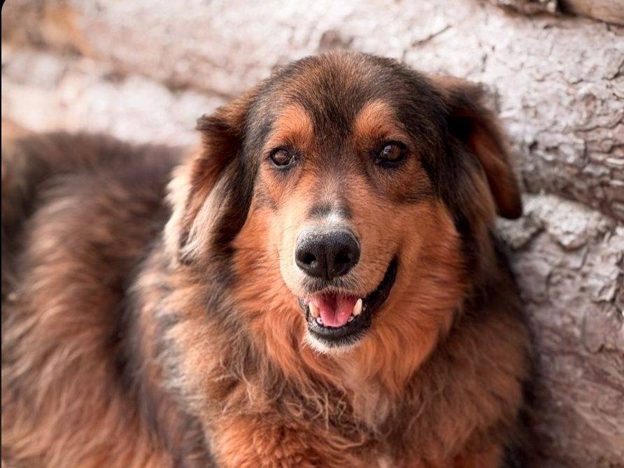 Adozione cane, maschio, Razza sconosciuta Razza sconosciuta, 11 anni e 8 mesi, taglia grande, Crotone
