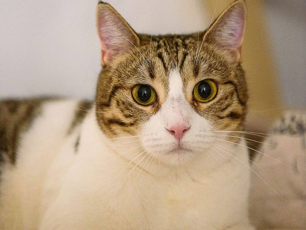 Adotta un gatto, taglia non valida, femmina, Parma