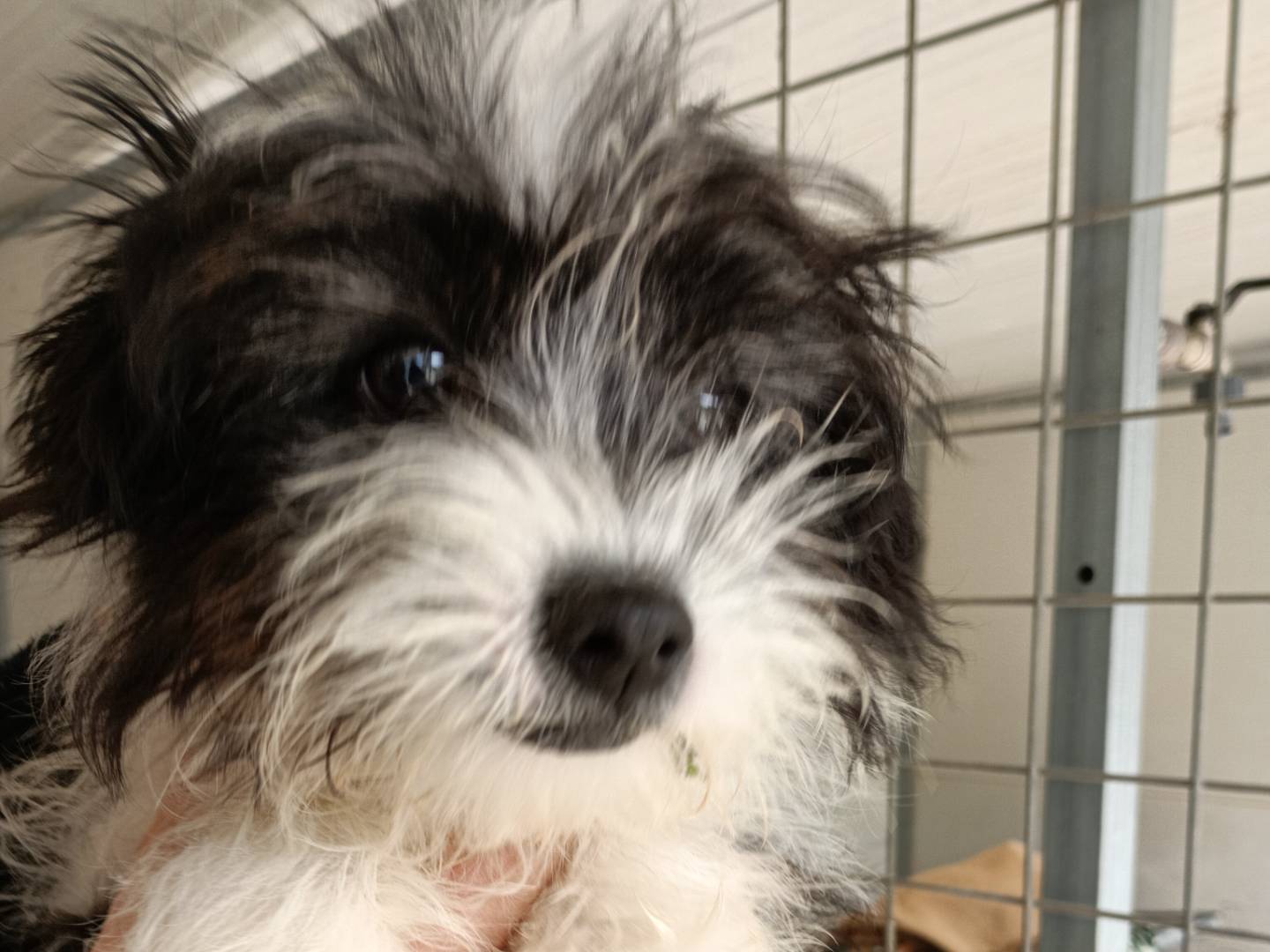 Adozione cane, maschio, Razza sconosciuta Razza sconosciuta, 2 mesi, taglia piccola, Potenza