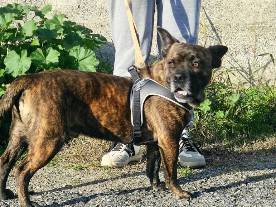 Adotta un cane, maschio, 1 anno e 11 mesi, Catanzaro