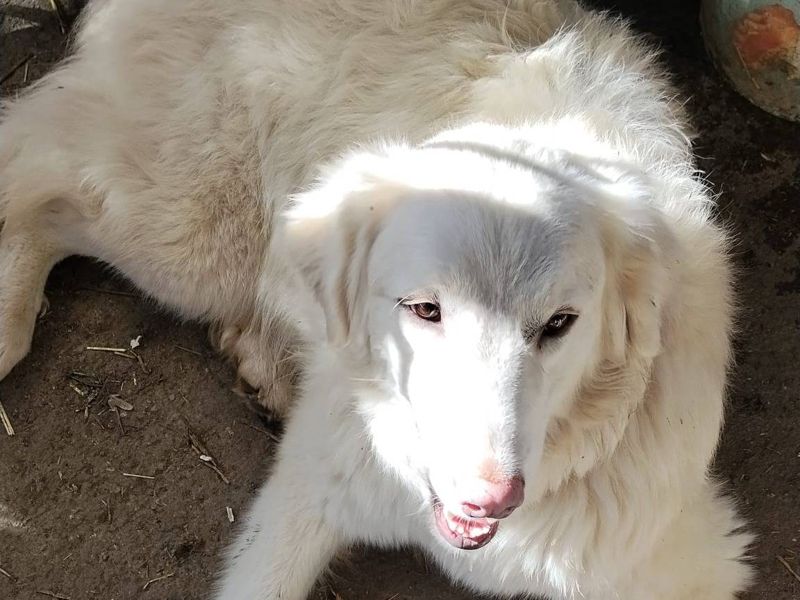 Adozione cane, femmina, Pastore maremmano Golden Retriever, 9 mesi, taglia grande, Monza