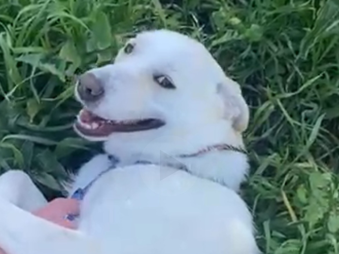 Adotta il cane MERINGA a Caserta