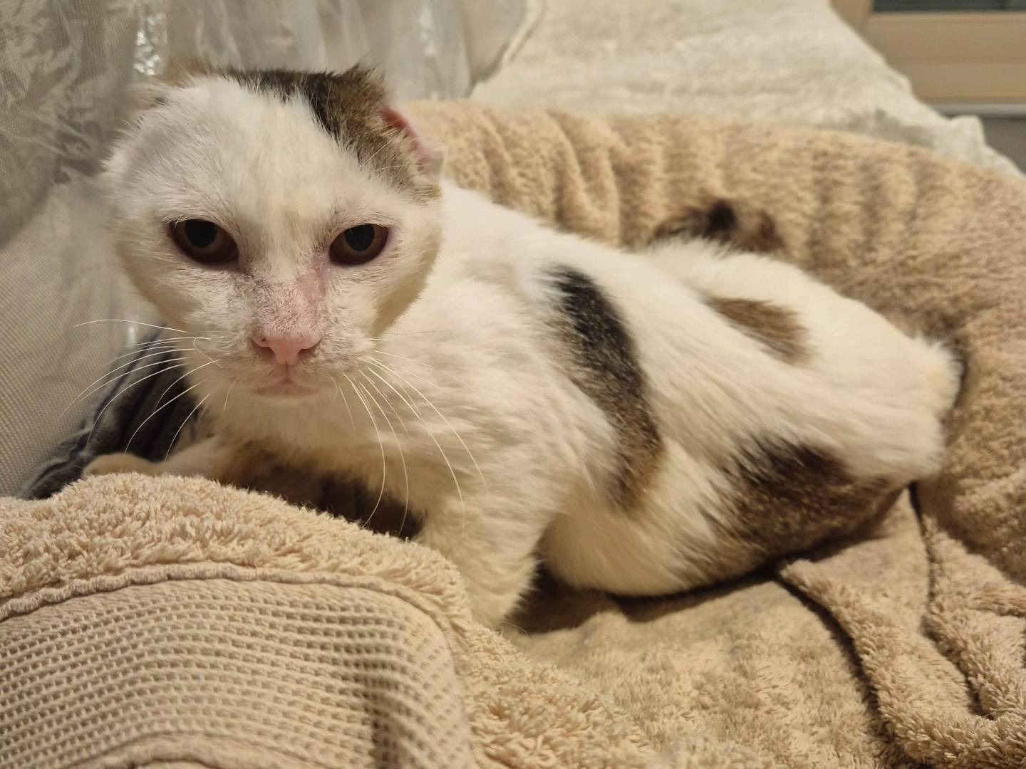 Adotta un gatto, maschio, 10 anni e 6 mesi, Parma