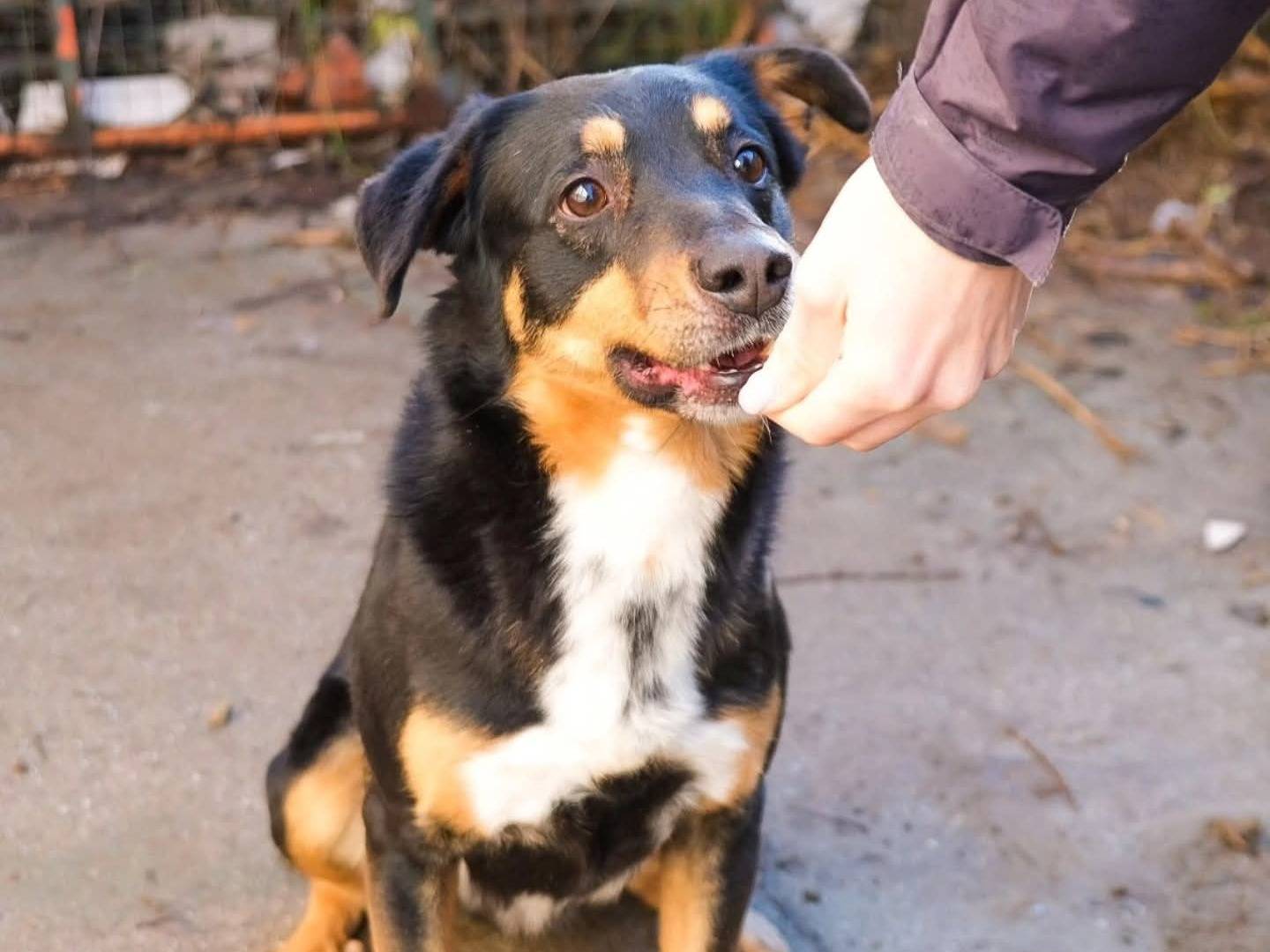 Adozione cane, maschio, Razza sconosciuta Razza sconosciuta, 3 anni e 3 mesi, taglia media, Torino