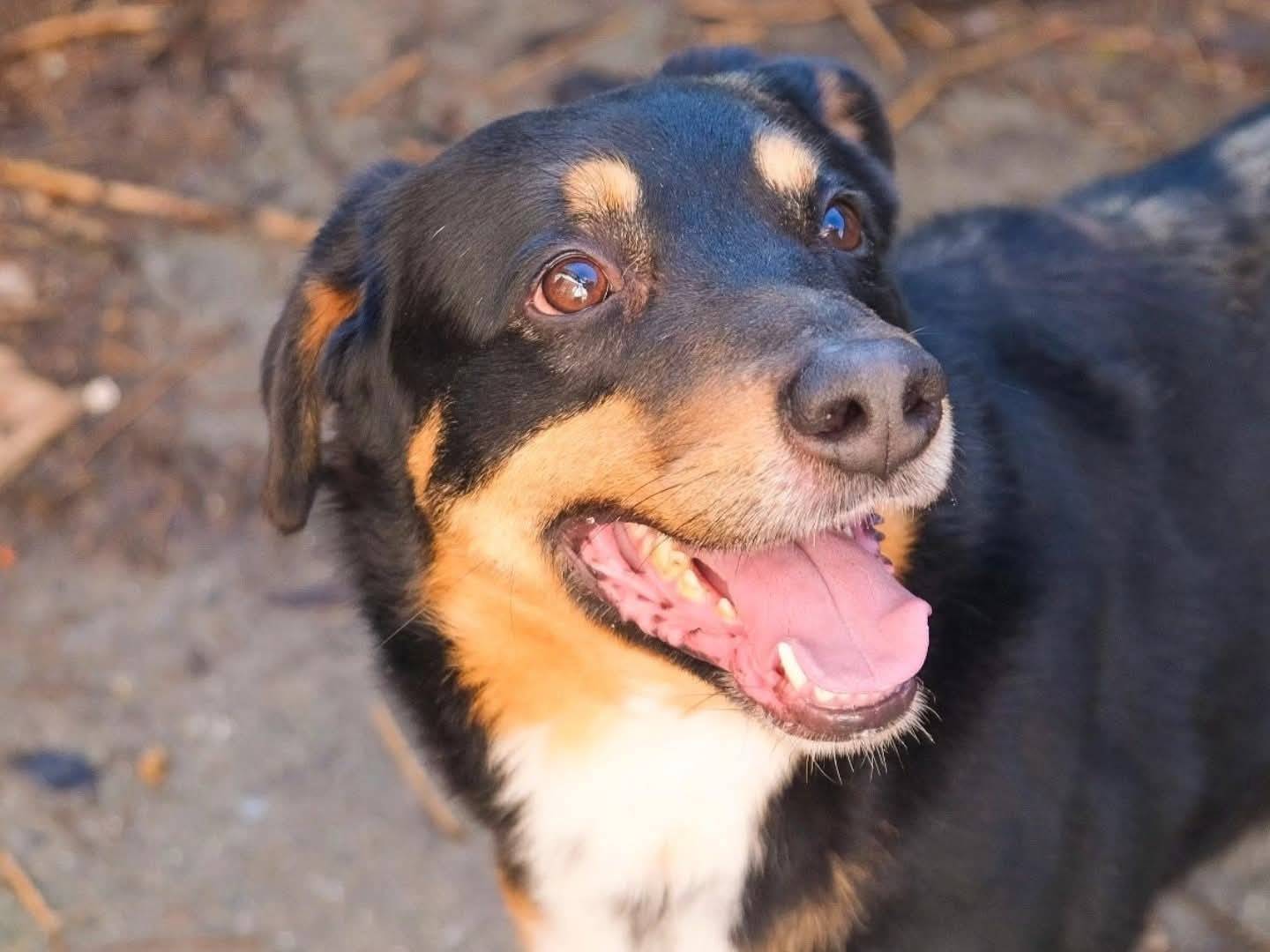 Adotta il cane Paco a Torino